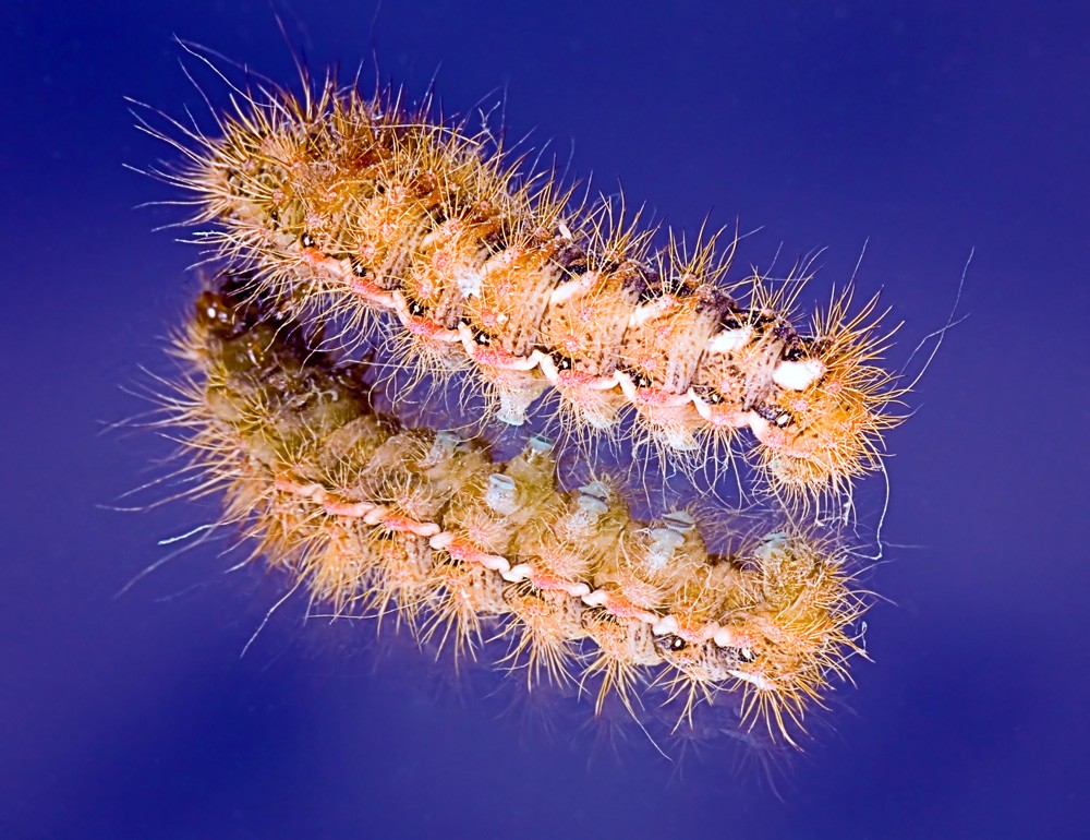 Die Raupe auf dem Spiegel