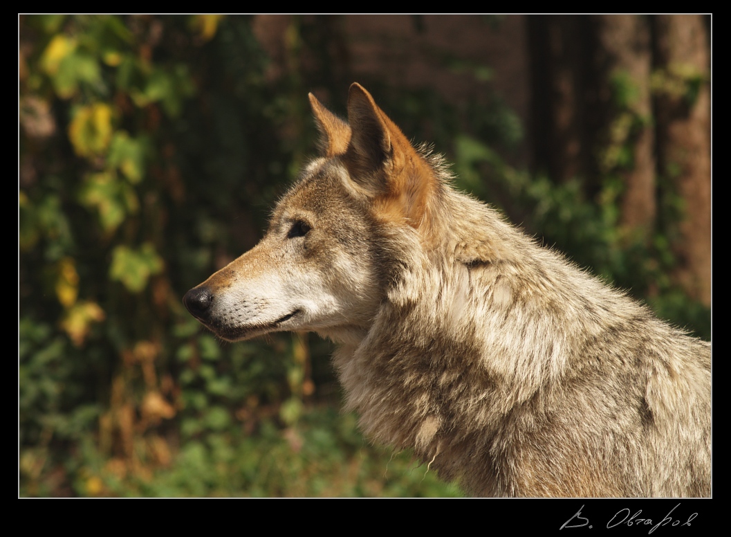 Geduldig warten Rotkäppchen