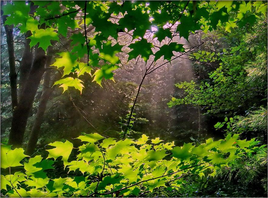 acht Sommer i pryyshlo! ..