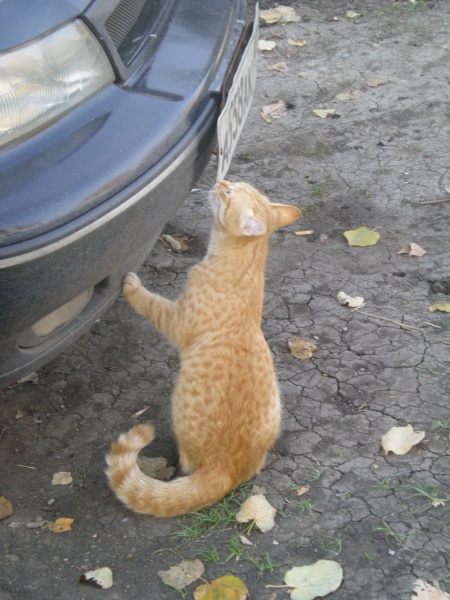 Zunächst müssen Sie wissen, Anzahl der Maschinen