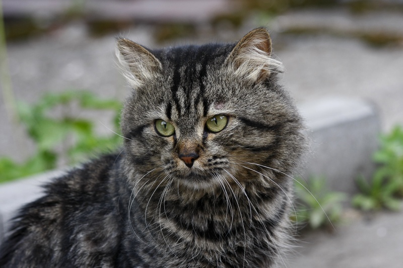 Portrait einer Katze