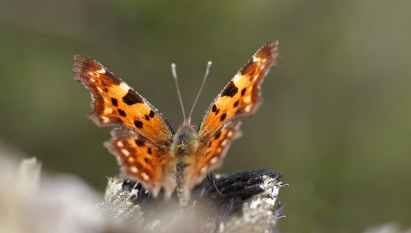 Schmetterling