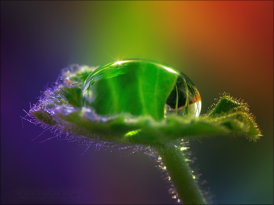 Precious Tropfen einer struppigen Palmen
