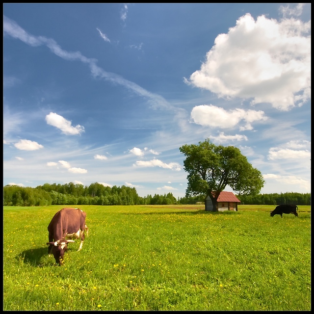 Landschaft im ländlichen Raum