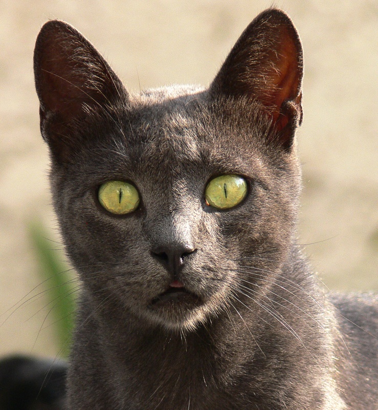 Aus dem Leben der schwarzen Katzen