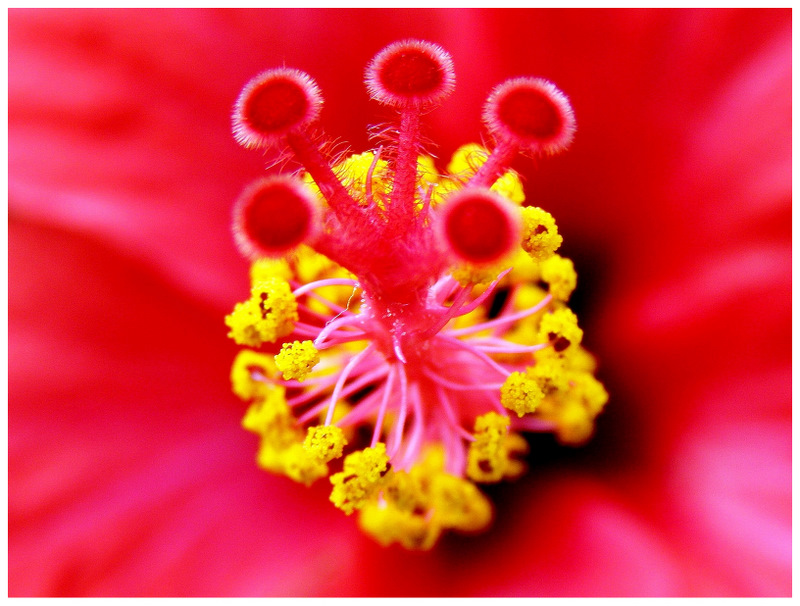 Staubgefäße und Stempel