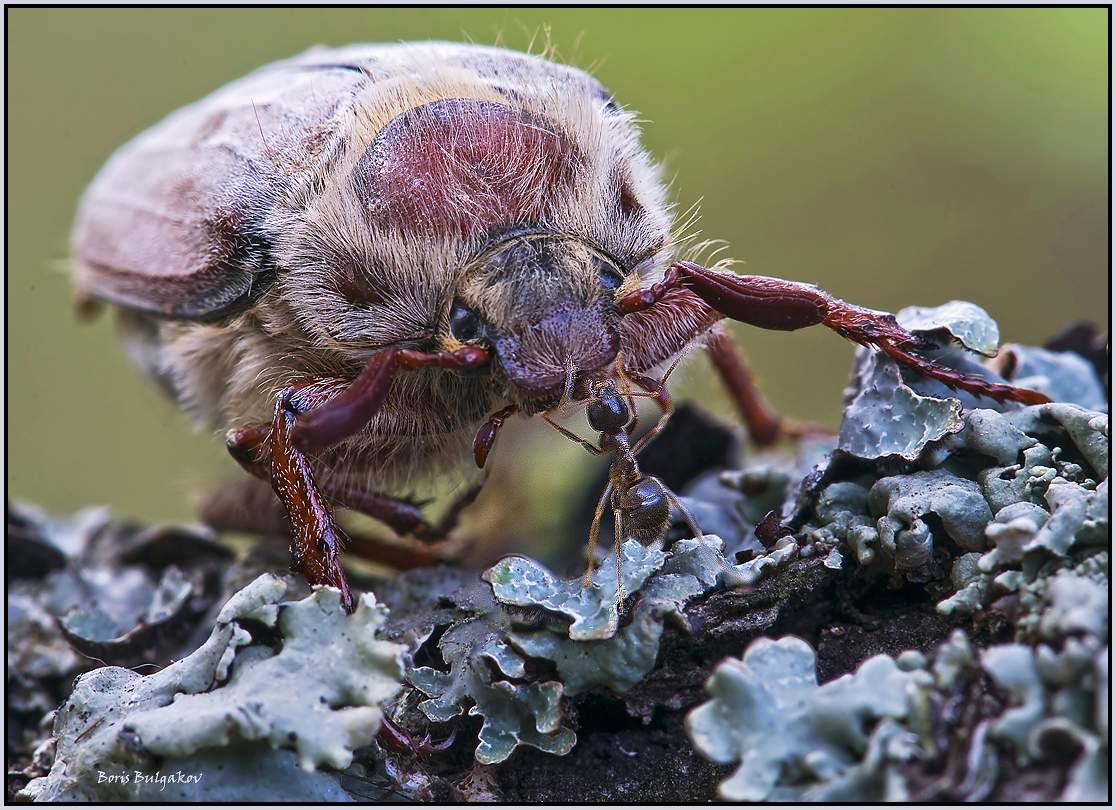 Will der Gäste als das Mammut