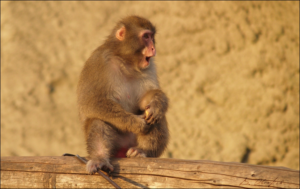 Kein Lachen überraschend kleinen Affen erschossen bei Sonnenuntergang