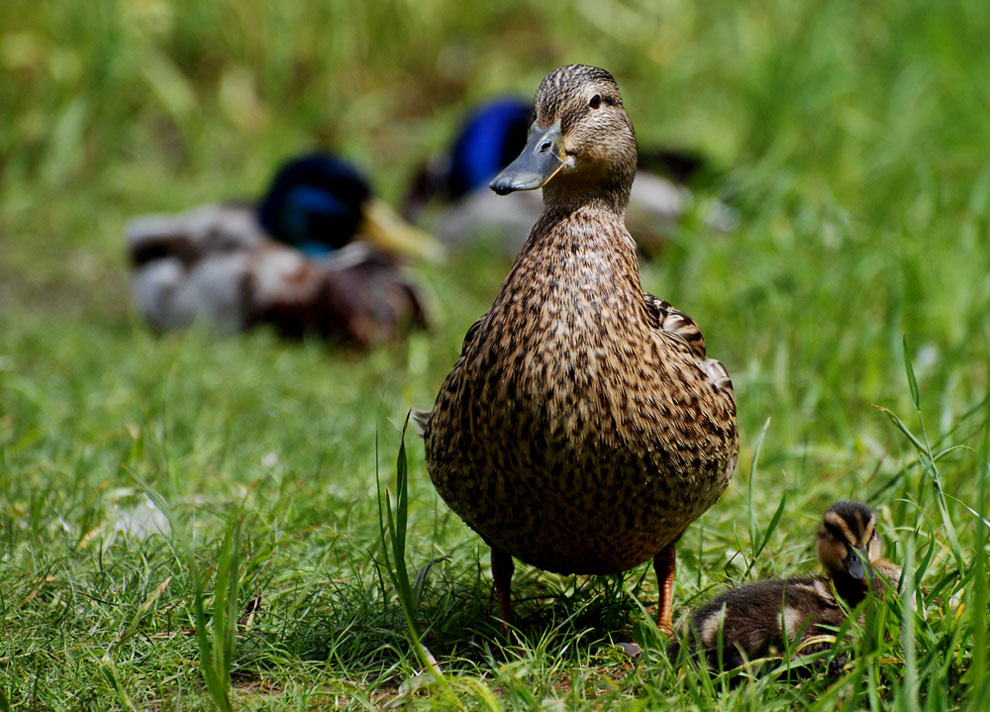 You and Me - Familie Duck))