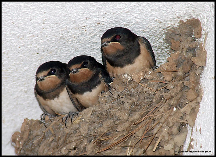 Young swallows
