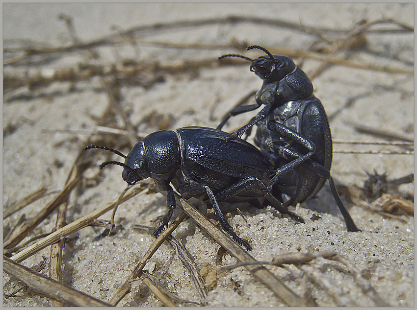 Aus dem Leben der Käfer