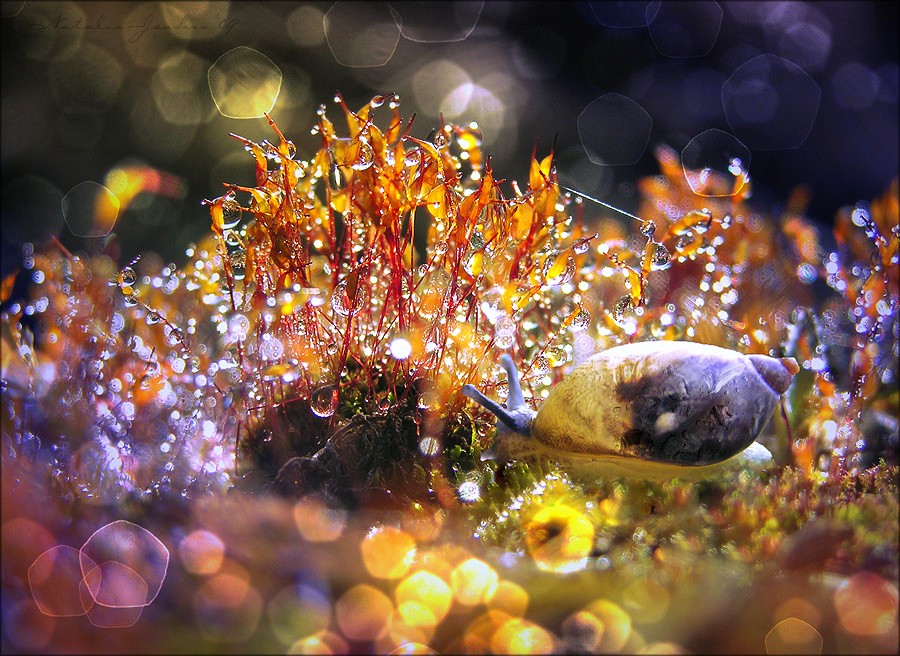 Unter dem Baldachin des Waldes getrunken ...