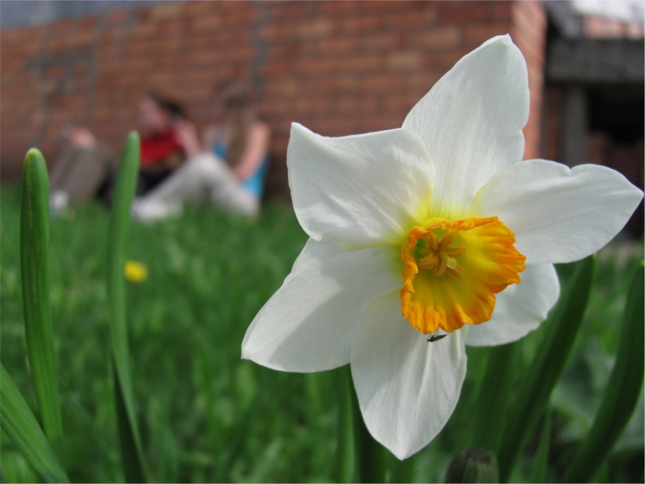 Narzisse
