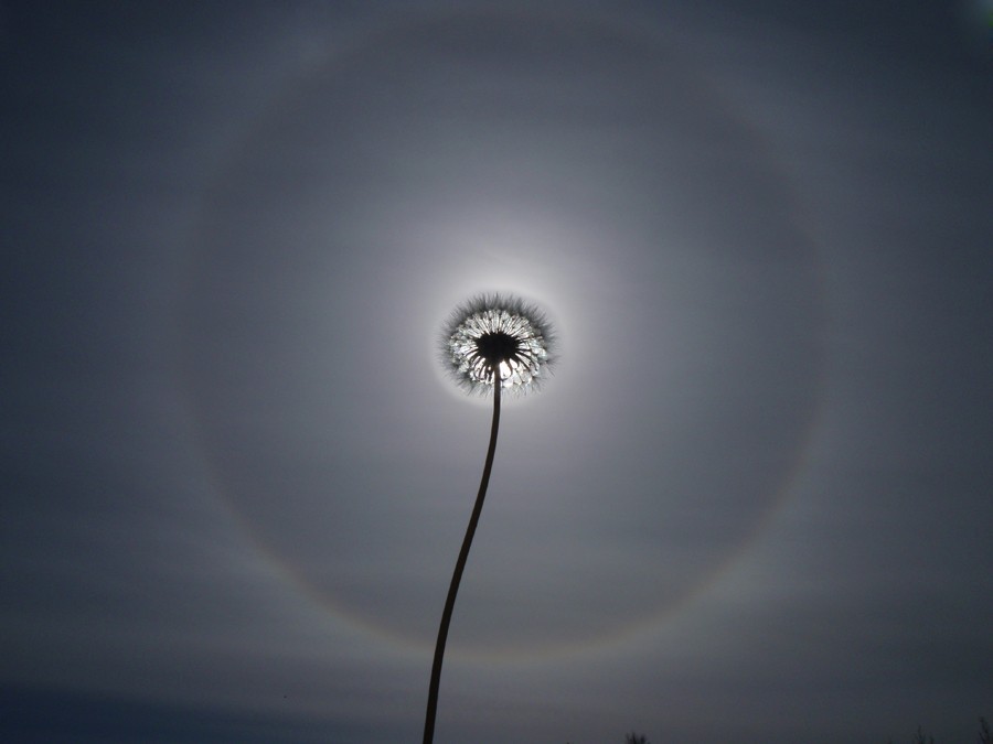 Löwenzahn im Hintergrund Heiligenschein.
