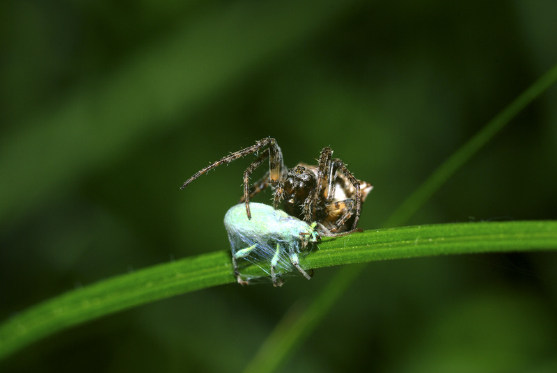 Predators sind unterschiedlich