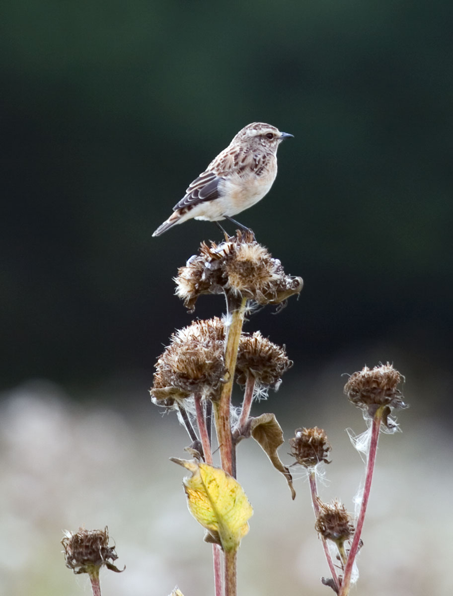 Schwarzkehlchen eingebettet Wiese