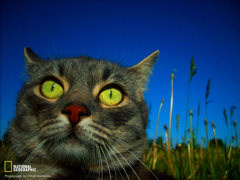 Eine gewöhnliche Katze