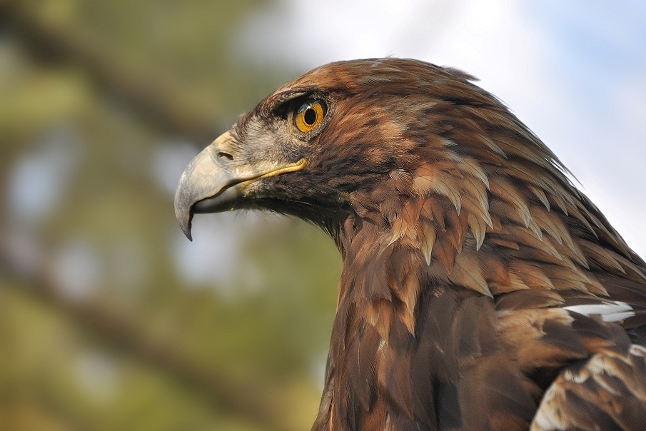 Unter reshotkay, aber sein Stolz sohronil