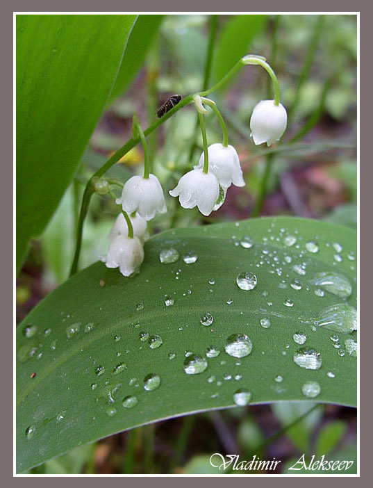 "........ Ein helles Mai hallo