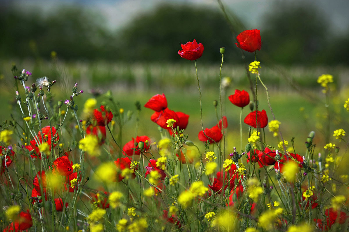 Spring Postkarte mit Mohnblumen