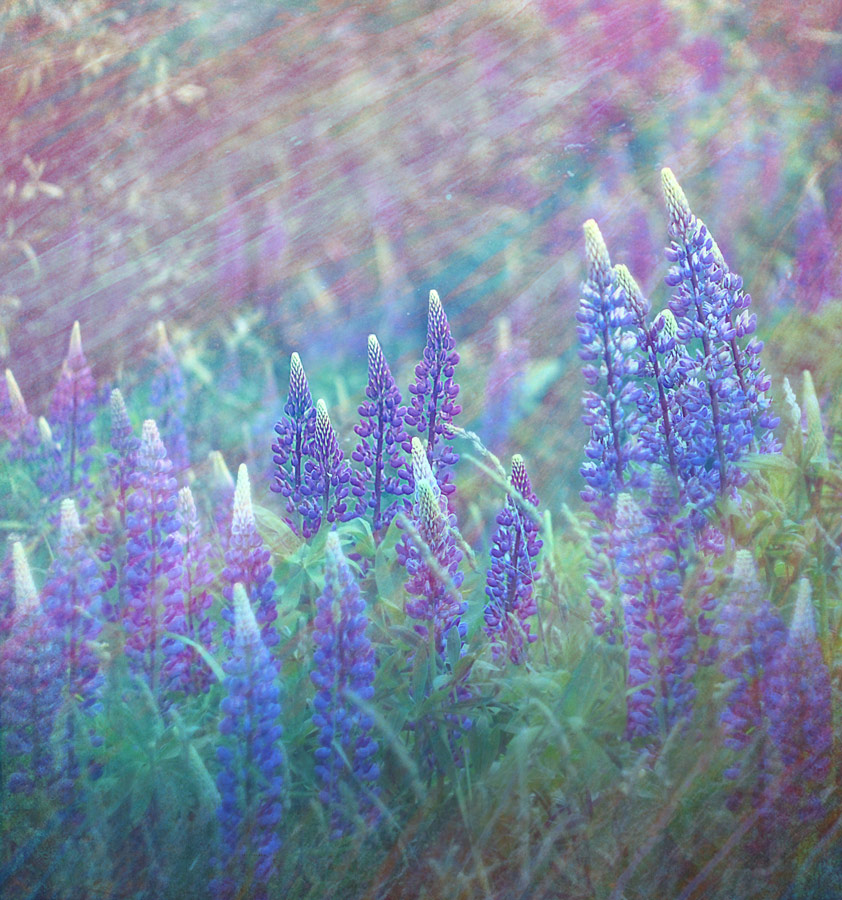 rosa Träume in fast Sommernächte