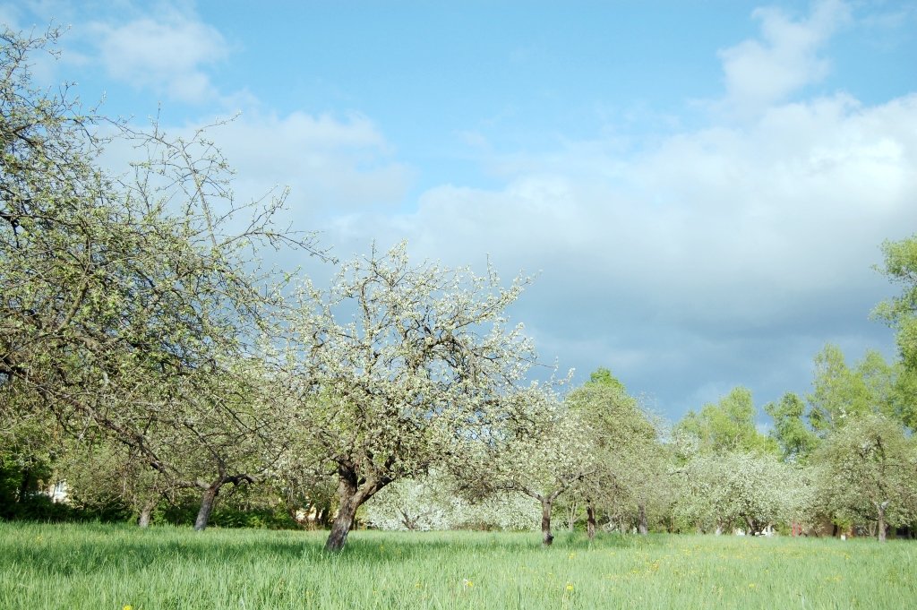 Schmetterlinge fliegen weckt die leise Wiese in der Sonne ...