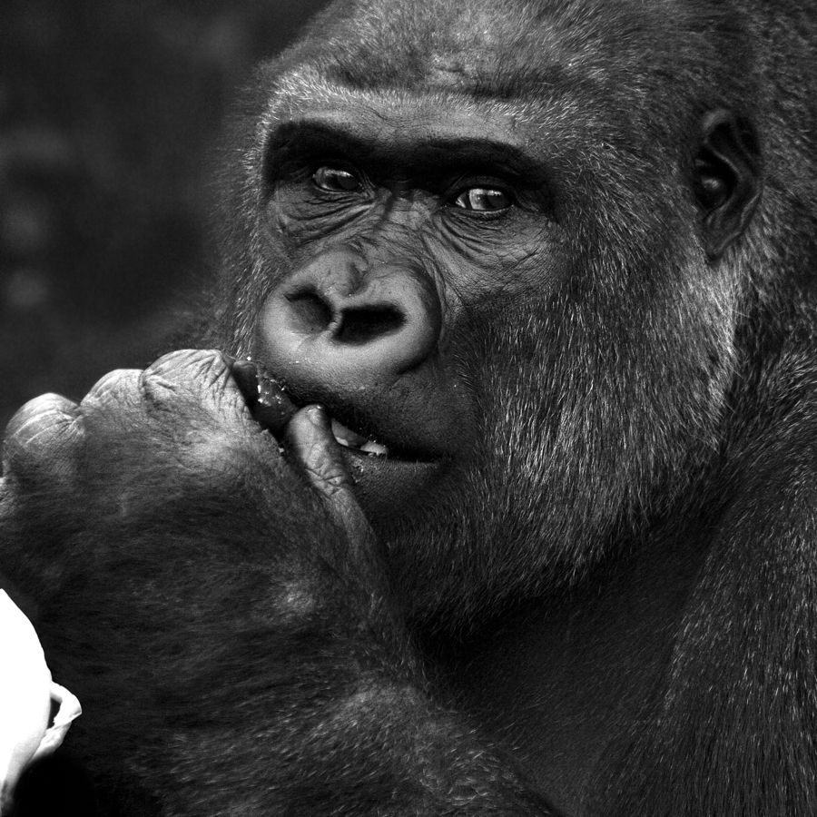 Es ist schade, dass du keine Bananen!