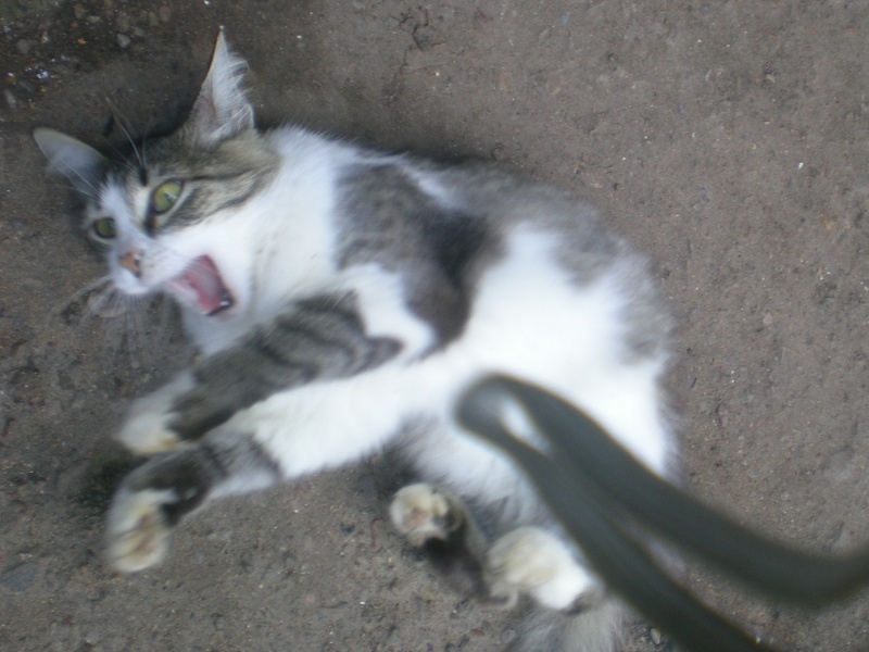 Ich prallte gegen den Kater