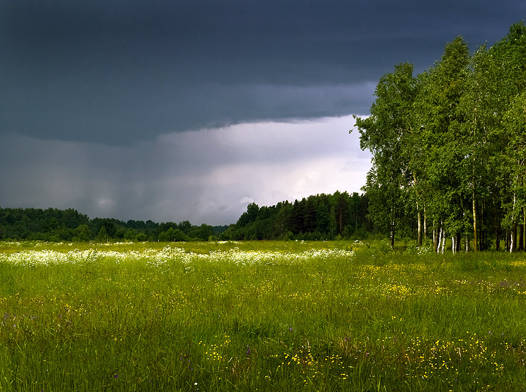Wiese vor dem regen