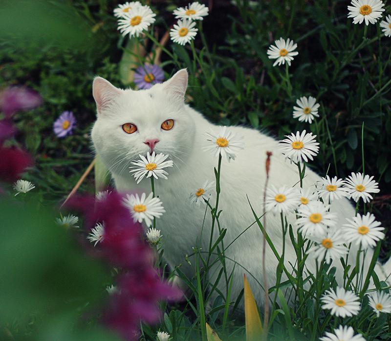 Katze mit Blumen