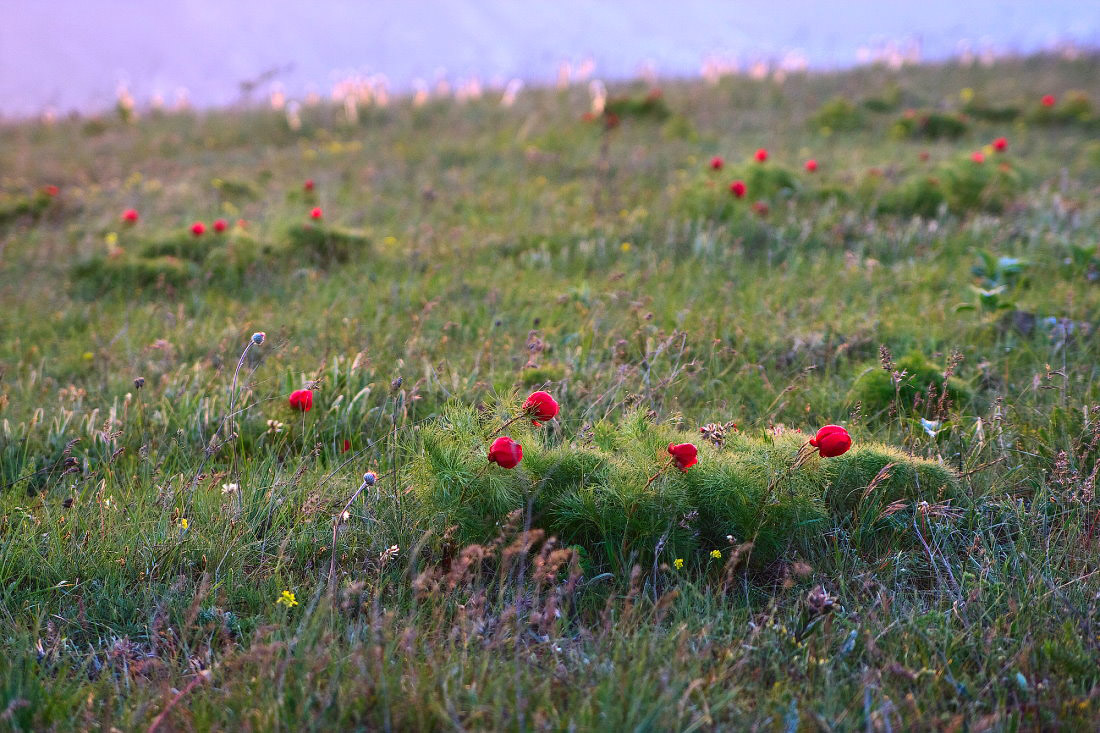 Morgen mit Pfingstrosen