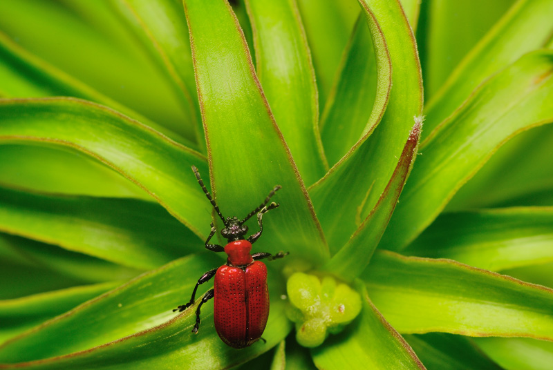 Treschalka Liliaceae