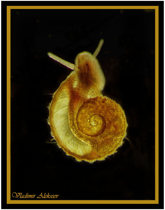 Snail an meiner Wand