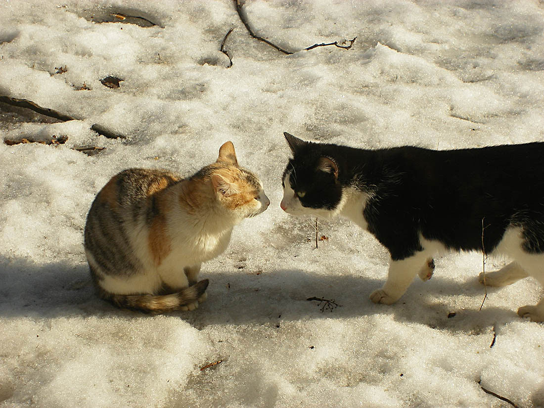 Aber die Liebe war ...