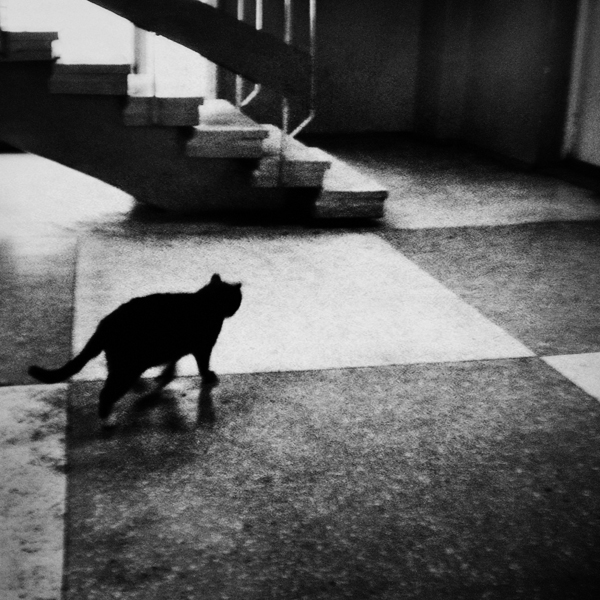 Schlaganfall die Katze