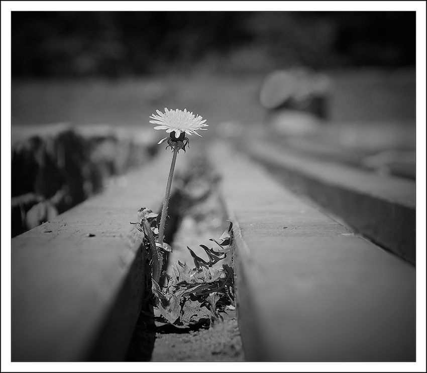 Dandelion Depression