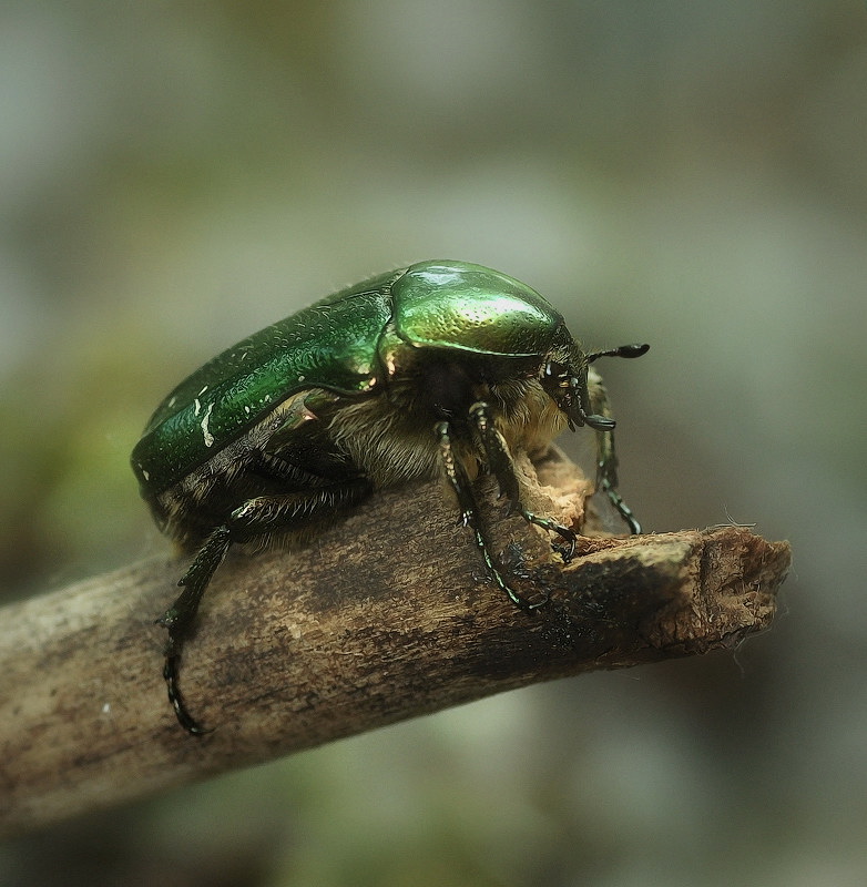 Zufällige Käfer ..