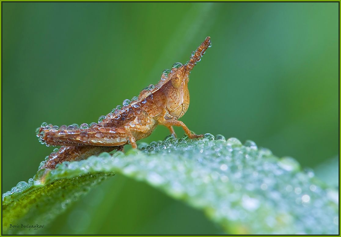 Jetzt Skripochka trocknet und ...