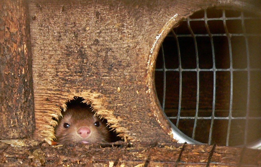 Der Graf von Monte Cristo