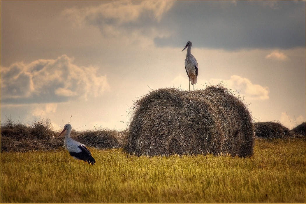Bei einer einfachen und sanften Augen .....