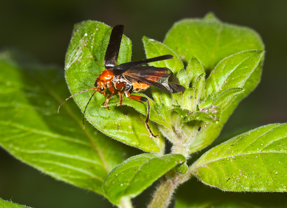 Warten Sie eine Fliege!