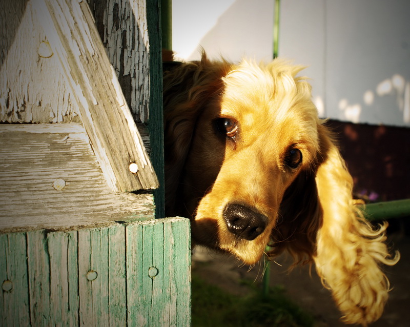 Des Menschen bester Freund