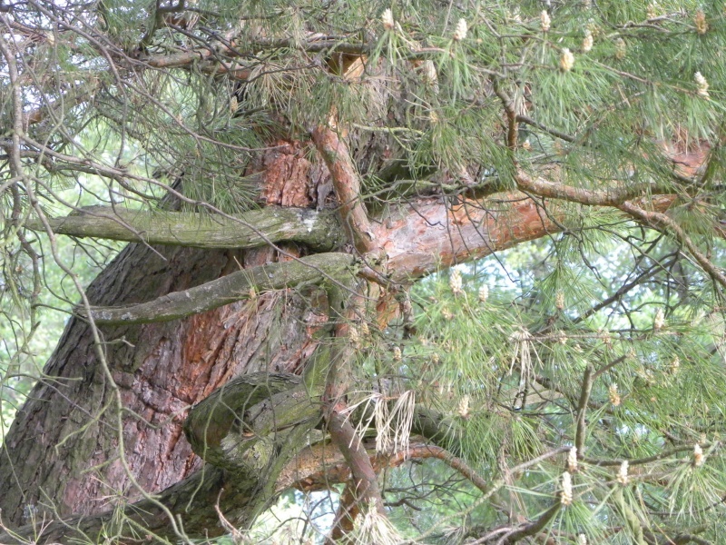 psevdolenivets für Träumer