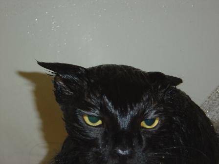 Navy SEALs nicht weinen!