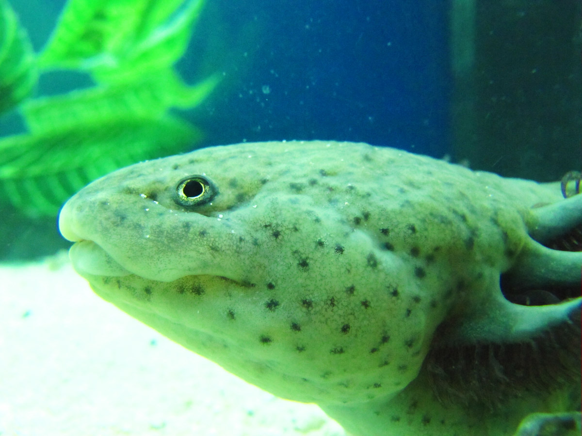 Seht, wie ich gut bin!