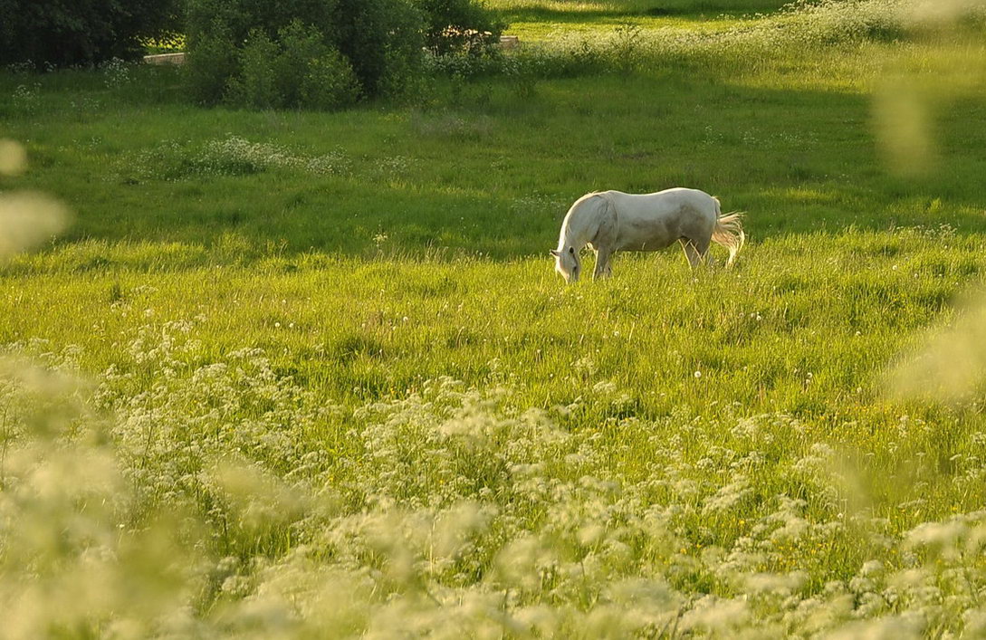 Vstretit vecer v belom kostiume..