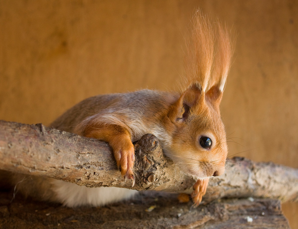 Traurigkeit in seinen Augen .....