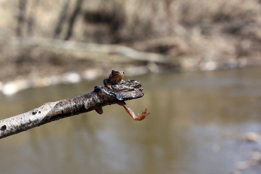 Bewohner des Teiches