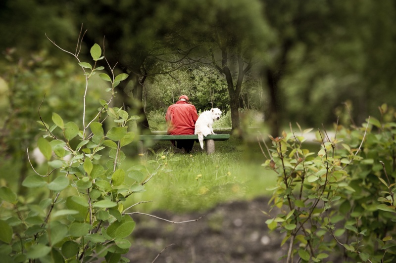 Dieses fabelhafte Treue