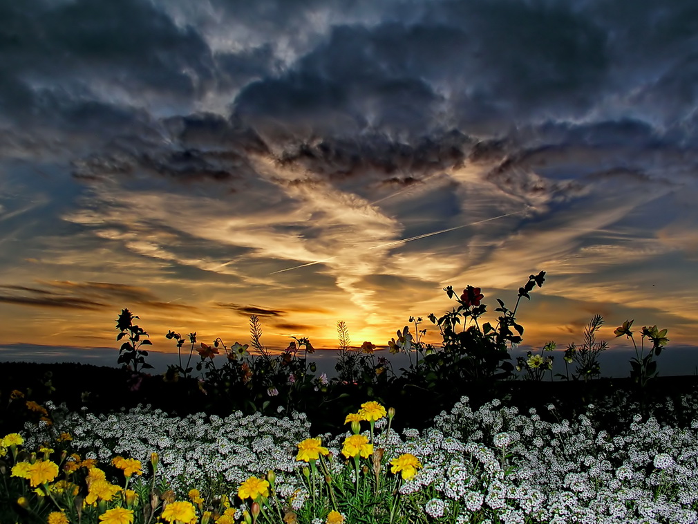 ... Farben des Sommers ...